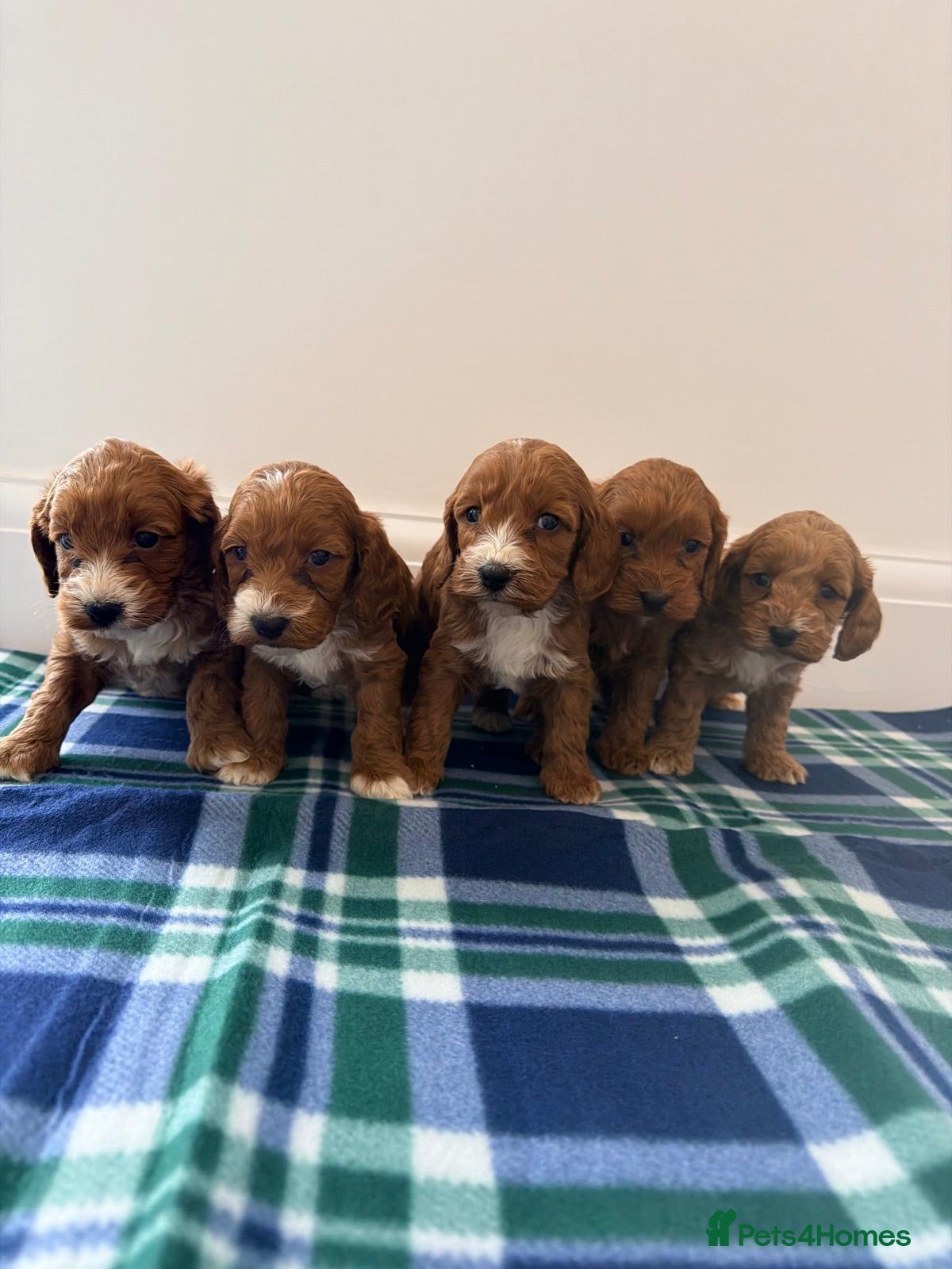 Cockapoo dogs F1 boy&girl cockapoo puppies  - Advert 1