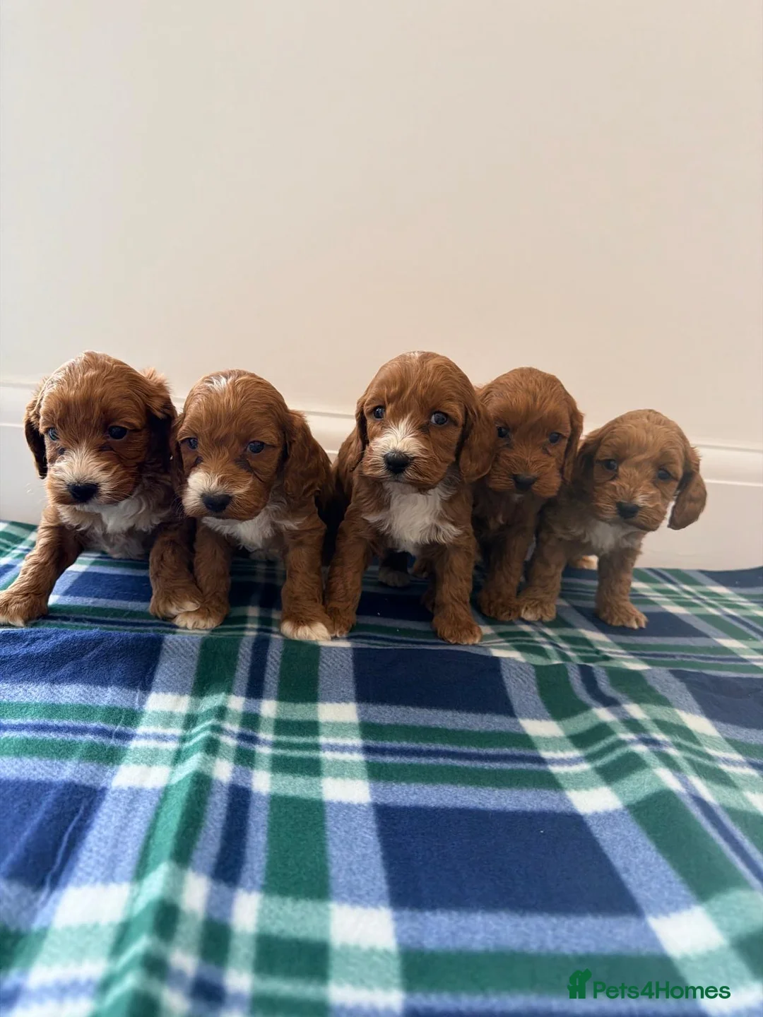 Cockapoo dogs for sale: F1 boy&girl cockapoo puppies  - Advert 1