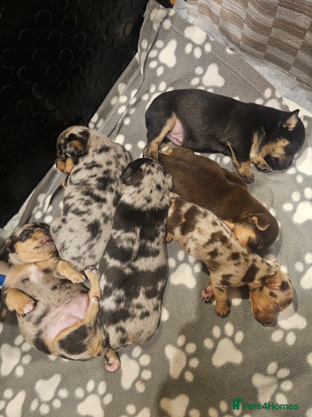Jack Russell dogs for sale: Pure Breed special colour Jack Russells  - Advert 20