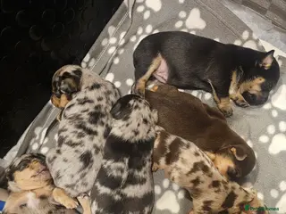 Jack Russell dogs Pure Bred special coloured Jack Russells - Advert 16