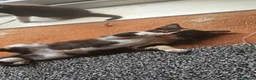 Mixed Breed cats for sale: Beautiful kittens 10 weeks old - Advert 1