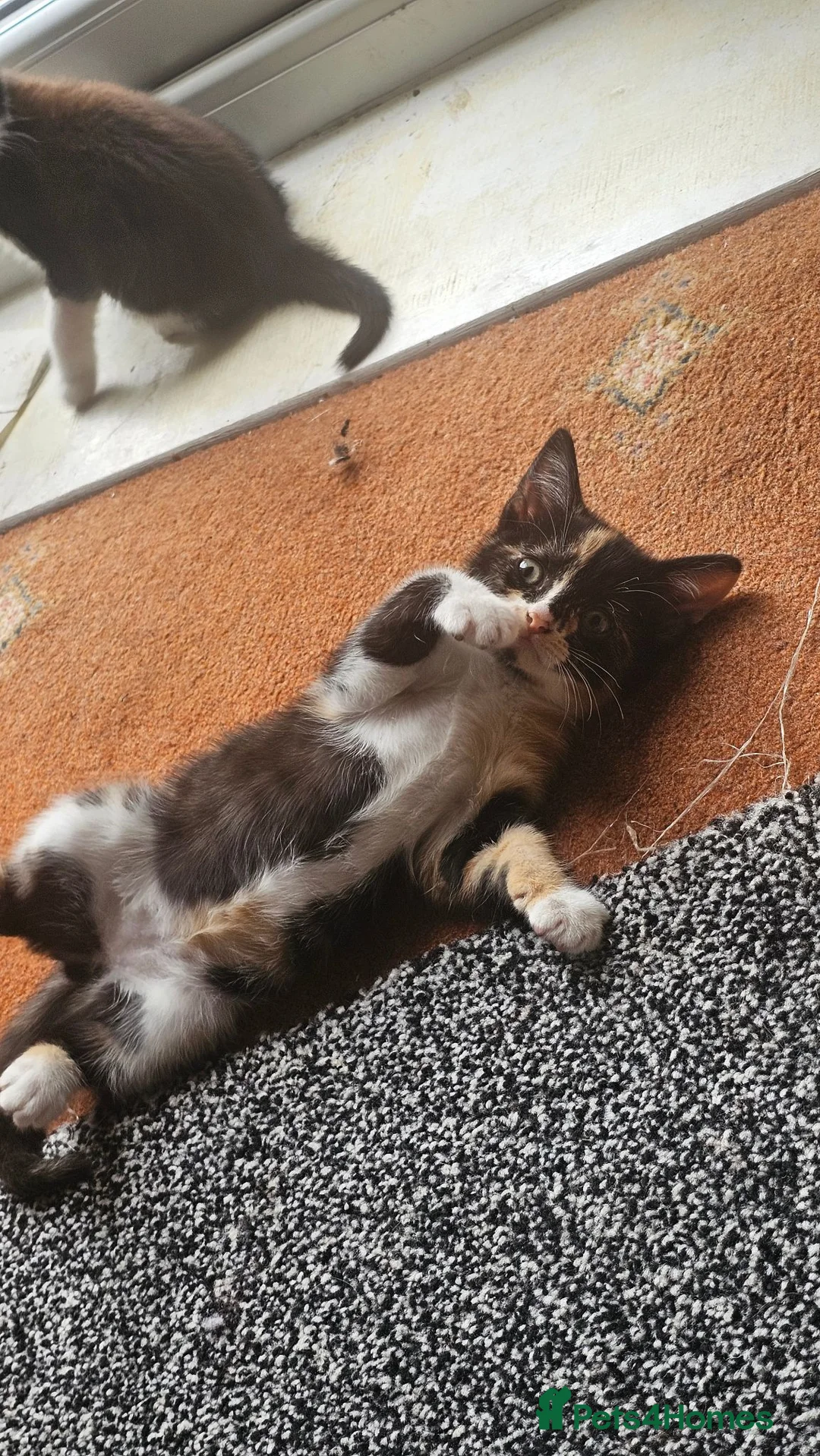 Mixed Breed cats for sale: Beautiful kittens 10 weeks old - Advert 1