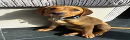 Labrador Retriever dogs for sale: Red fox lab puppy  - Advert 18