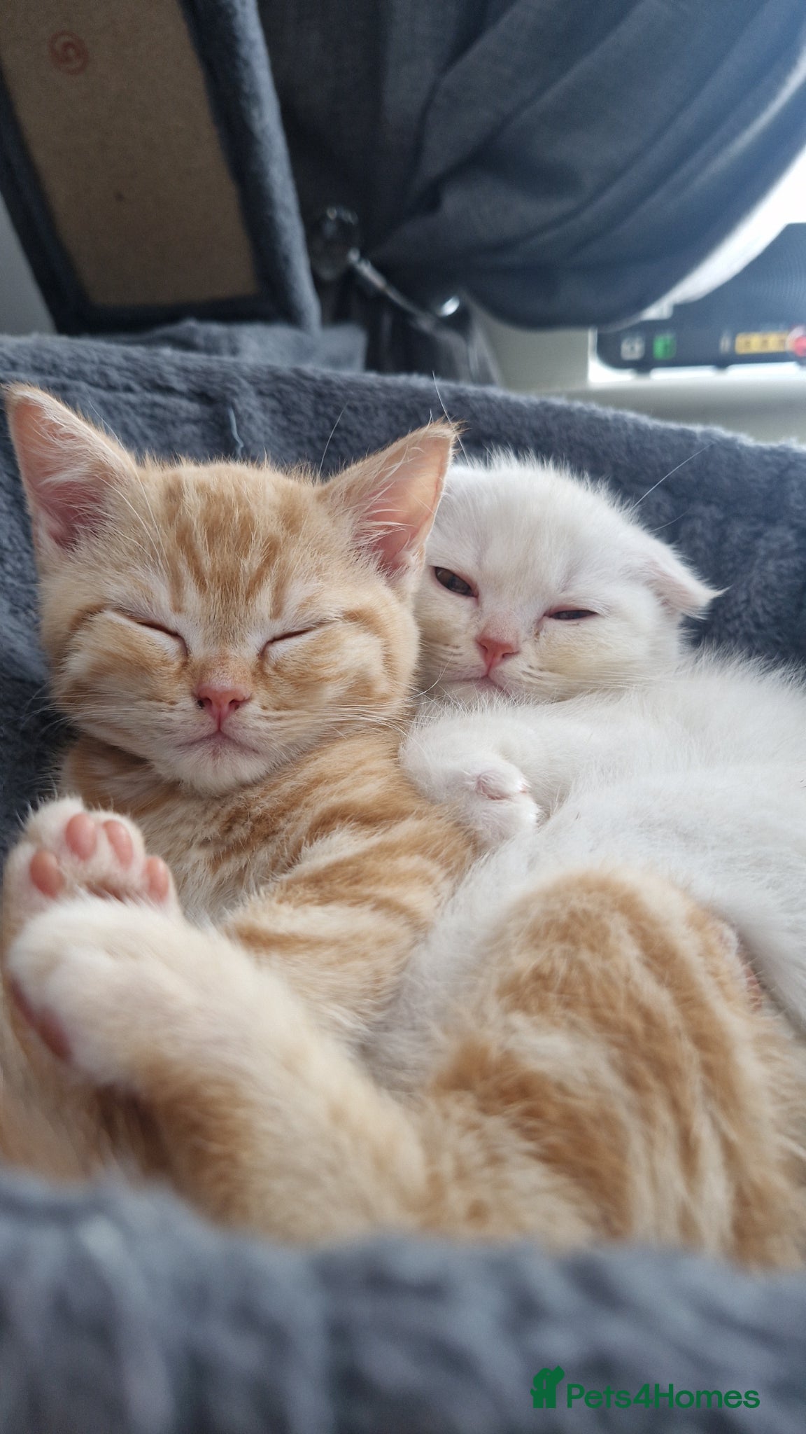 Scottish Fold cats Scottish Fold Kittens READY FOR NEW HOMES  - Advert 15