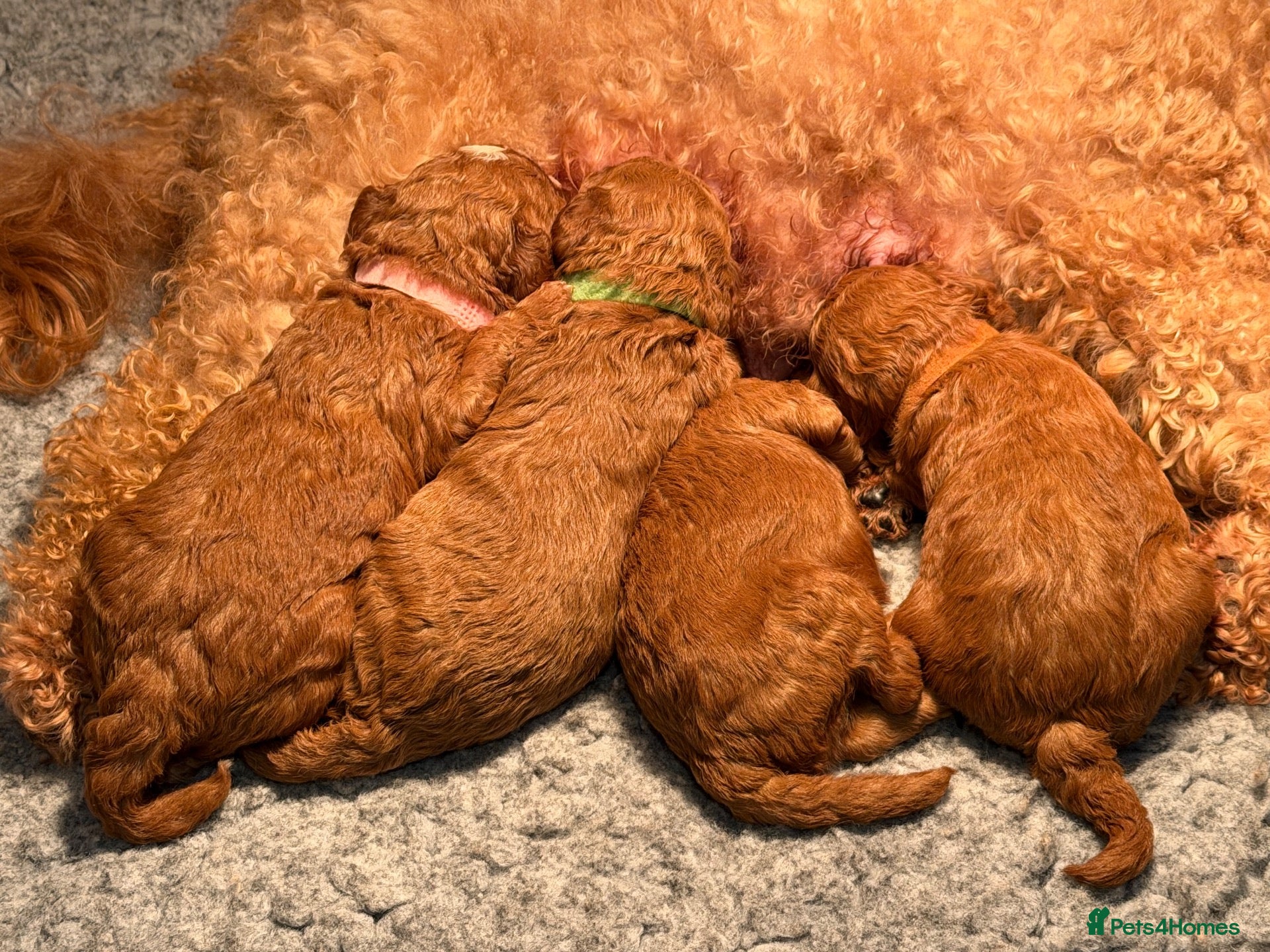 Cavapoochon dogs for sale: Gorgeous (F1b) Fox Red Cavapoochon Puppies. - Advert 7