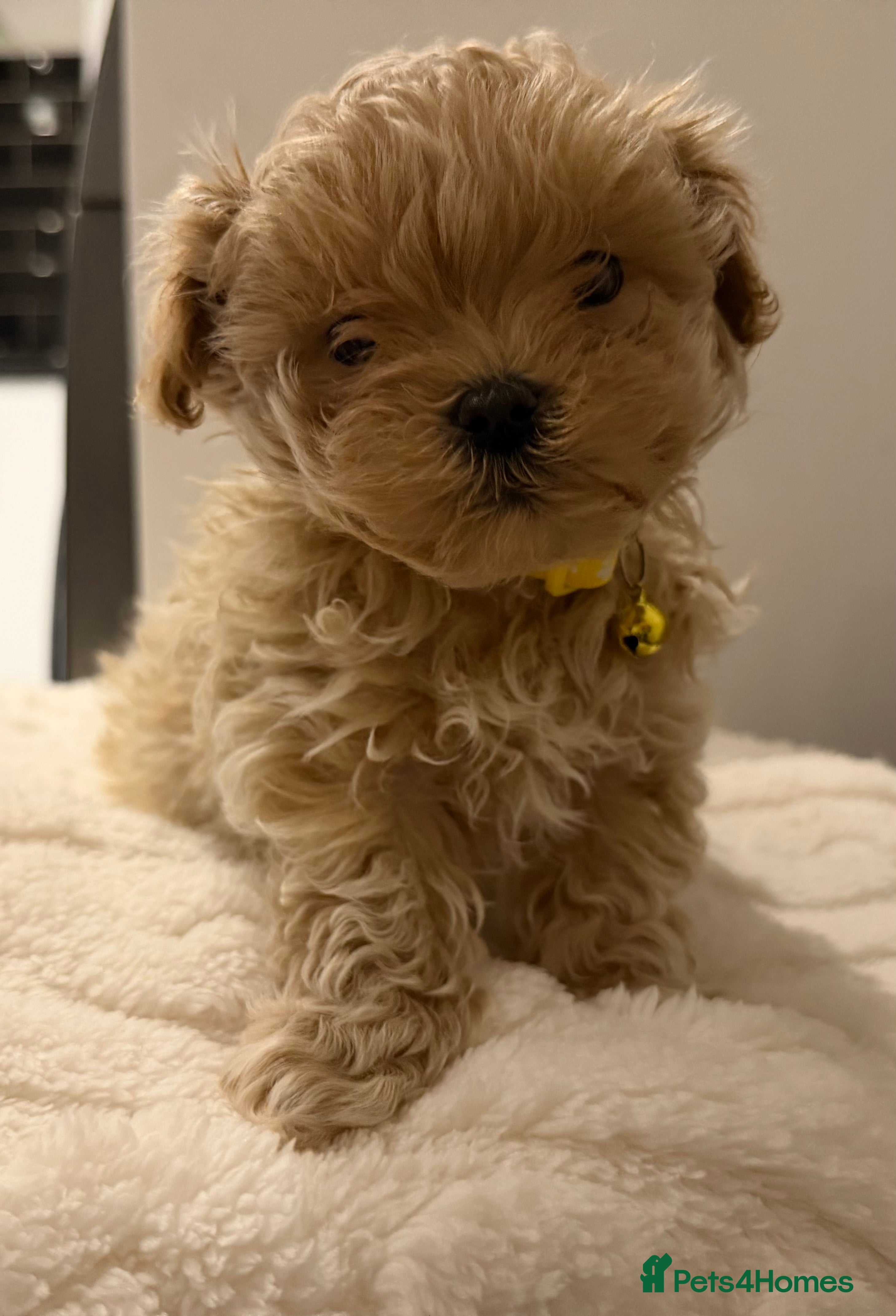 Maltipoo dogs Small Maltipoo puppy’s - Advert 3