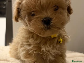 Maltipoo dogs Small Maltipoo puppy’s - Advert 11