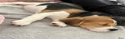 Beagle dogs for sale: Beautiful beagle girl  - Advert 12