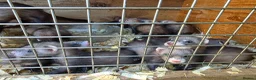 Ferret rodents for sale: Ferret kits ready to leave now - Advert 10