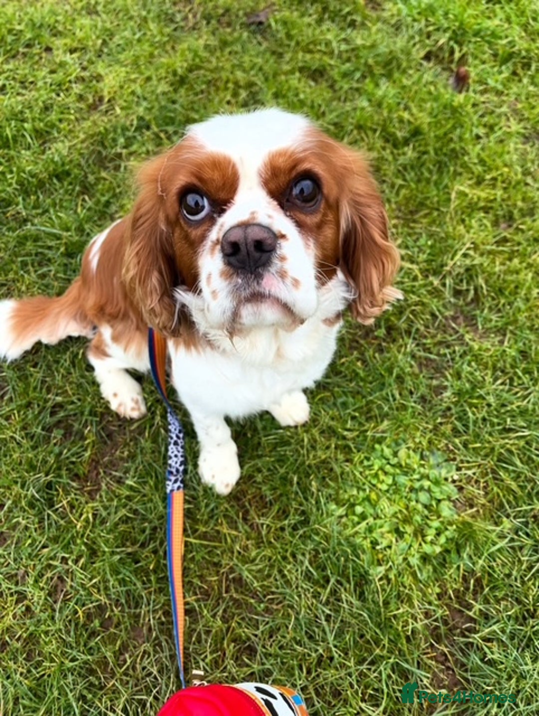 Cavalier King Charles Spaniel dogs for sale: Cavalier needing forever home - Advert 3