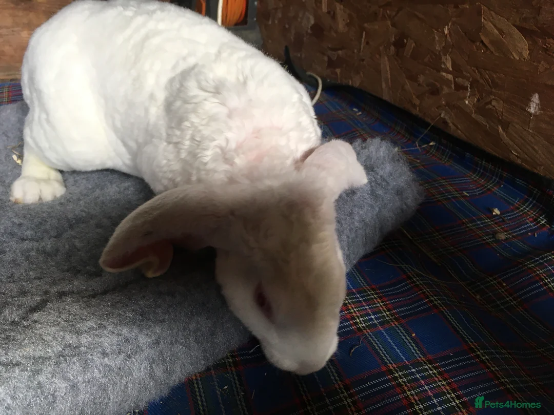 English Lop rabbits for sale: Velveteen Lop buck youngster  - Advert 6