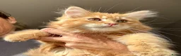Mixed Breed cats for sale: Stunning maine coon cross red girls - Advert 4