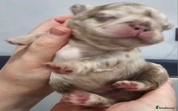 French Bulldog dogs for sale: French Bulldog Visual fluffies - Advert 31