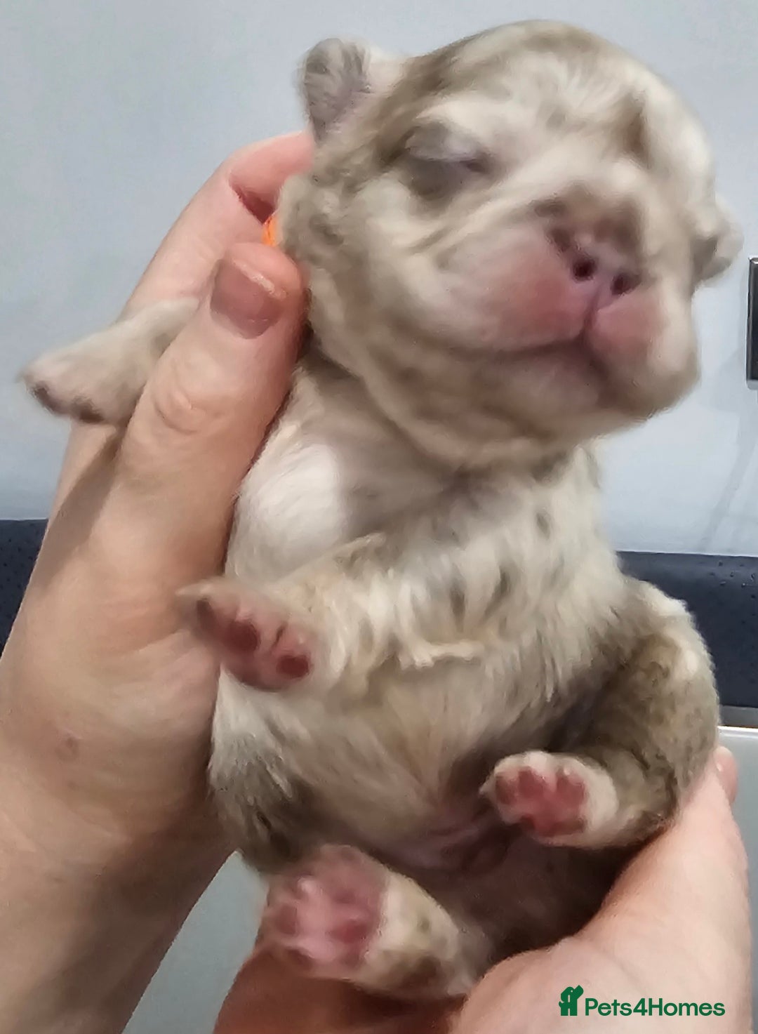 French Bulldog dogs for sale: French Bulldog Visual fluffies - Advert 31