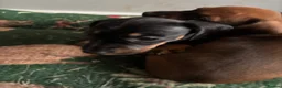 Miniature Dachshund dogs for sale: miniature dachshund - Advert 7
