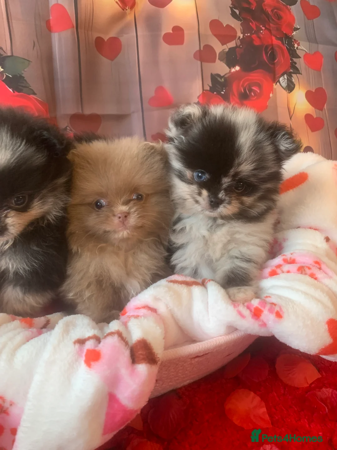 Pomeranian dogs for sale: UNIQUE BEAR FACE POMERANIAN LITTER - Advert 6