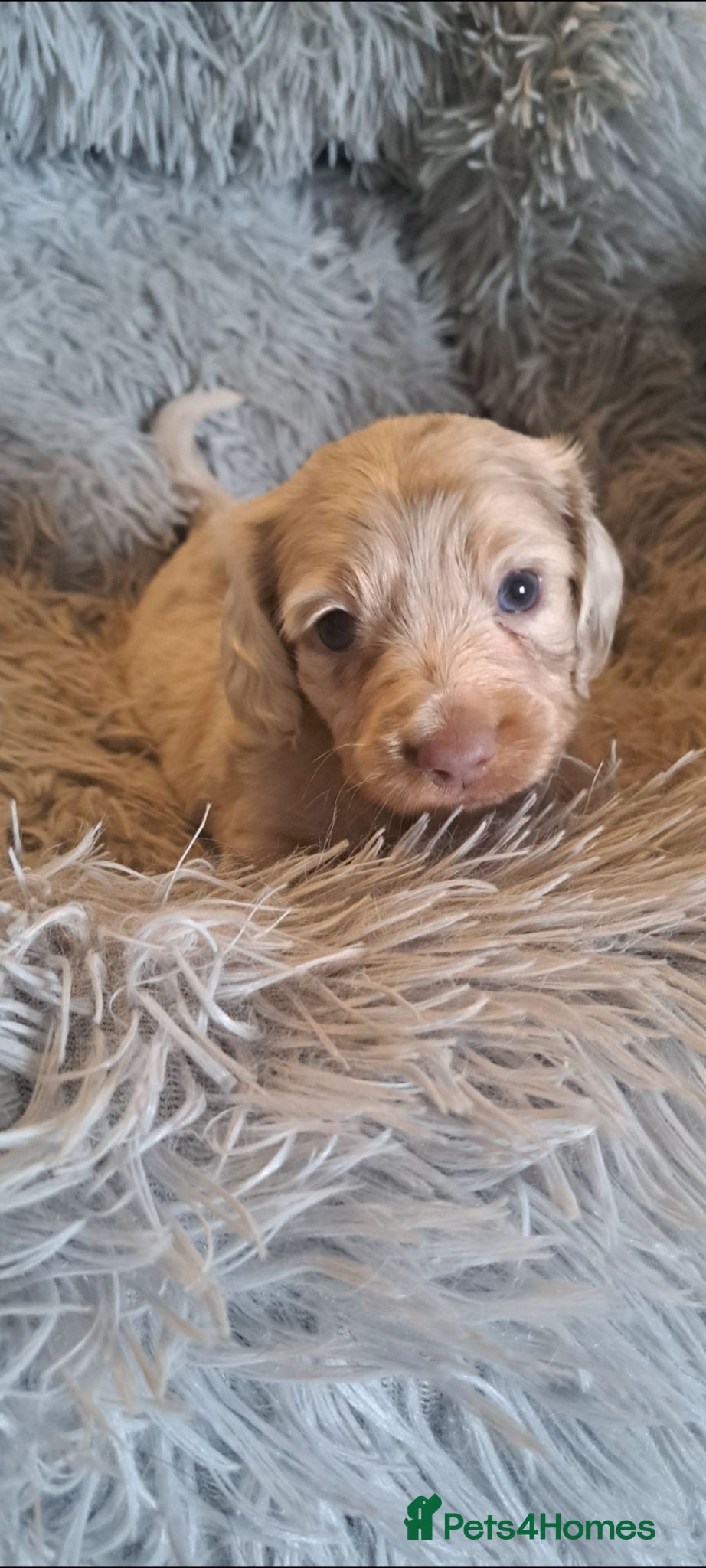Miniature Dachshund dogs Stunning dachshund puppies  - Advert 3
