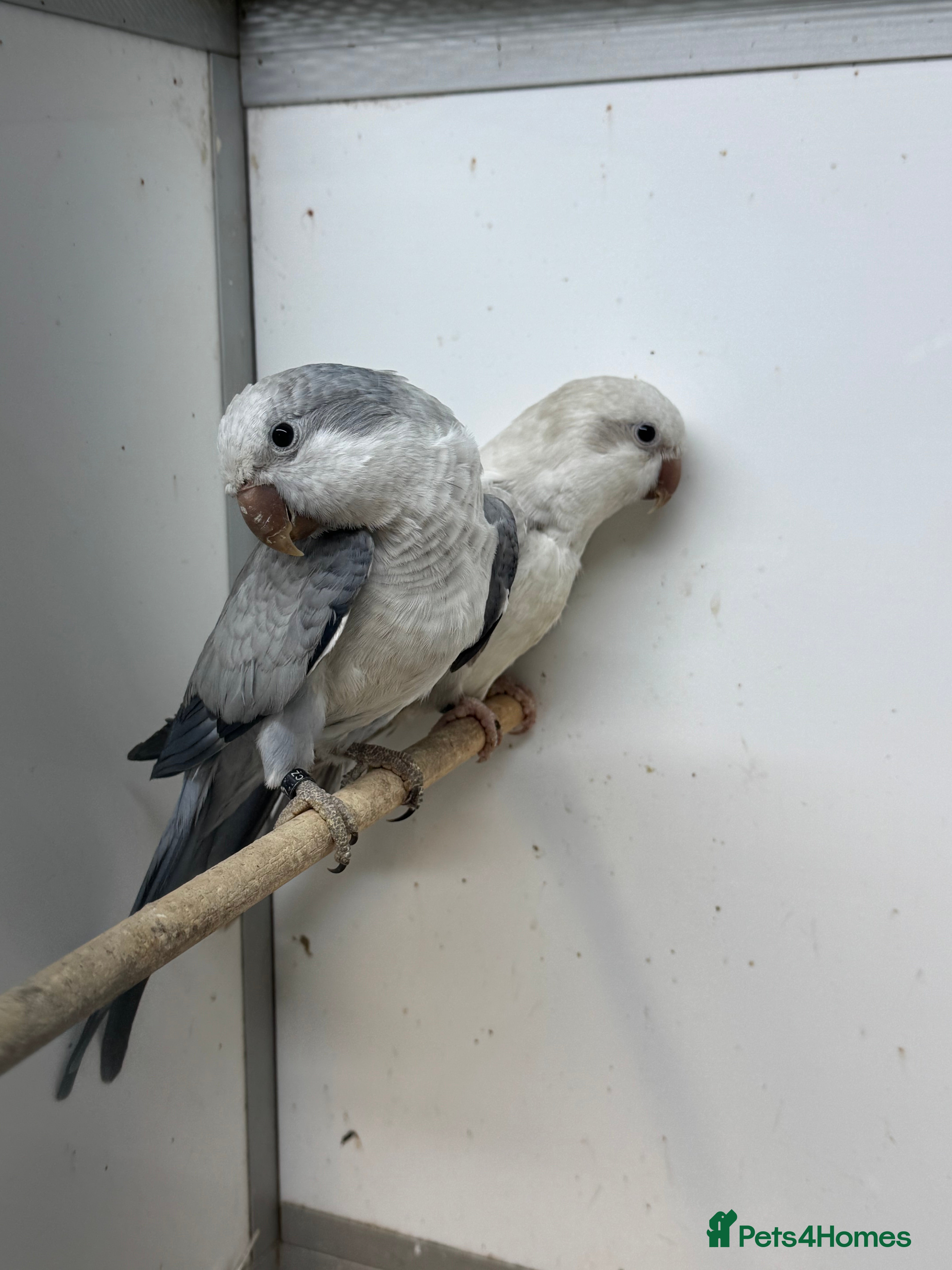 Mixed Breed birds mutation quakers - Advert 13