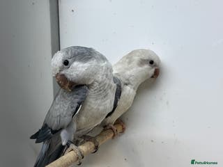 Mixed Breed birds mutation quakers - Advert 13