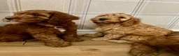 Cockapoo dogs for sale: Outstanding cockapoo puppies  in Bishop Auckland - Advert 11