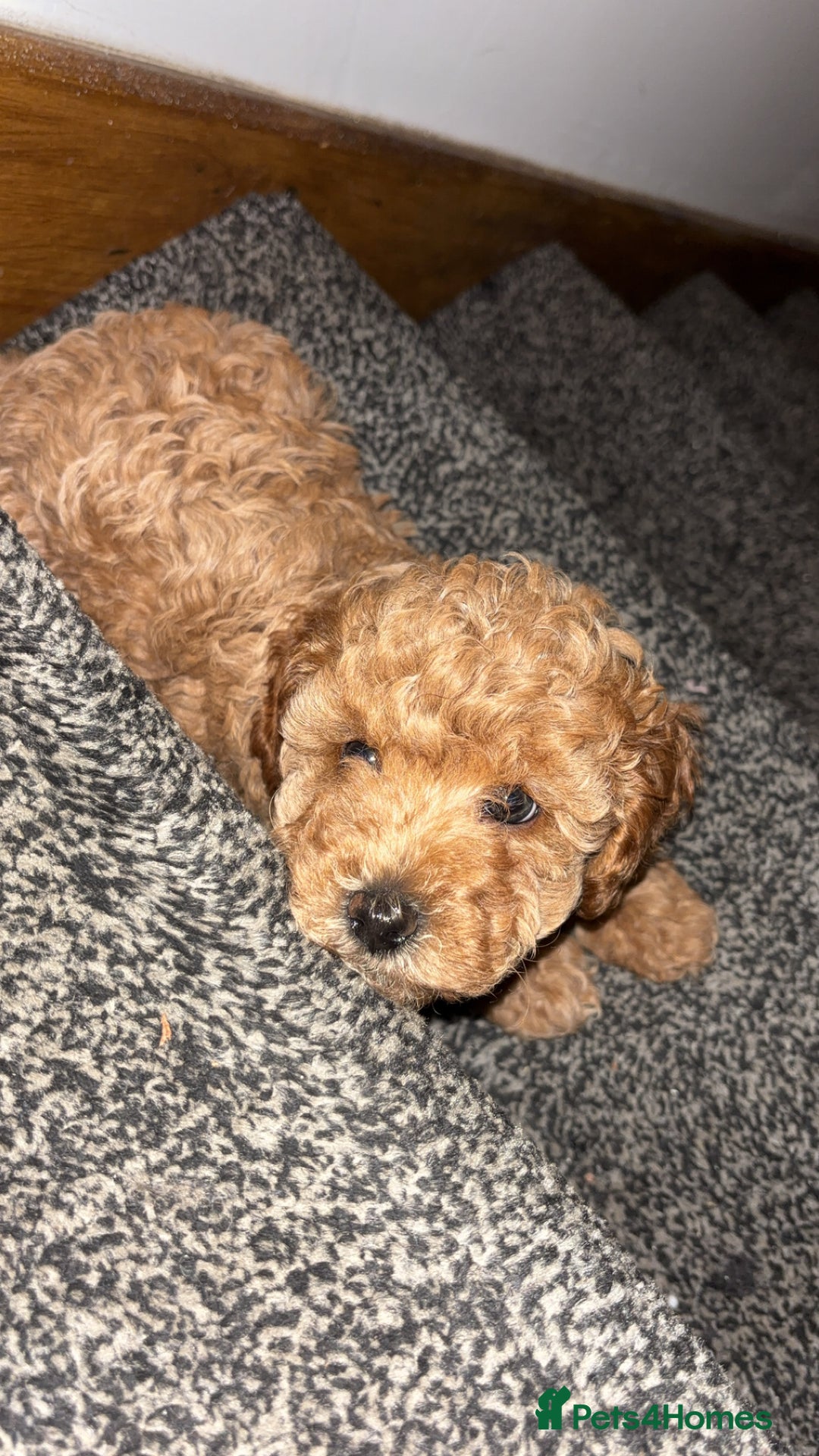 Cavapoo dogs for sale:  Cavapoo puppies  - Advert 21