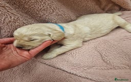 Goldendoodle dogs for sale: Quality goldendoodle puppies*4available,6reserved  - Image 19