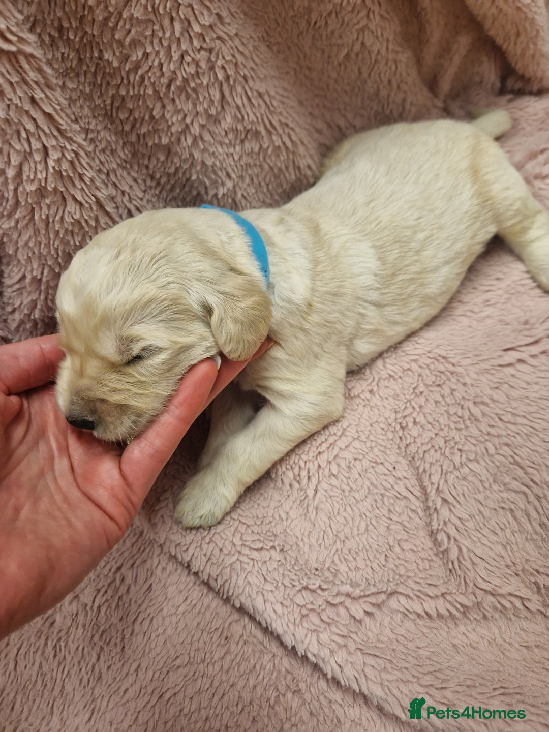 Goldendoodle dogs for sale: Quality goldendoodle puppies*4available,6reserved  - Image 19