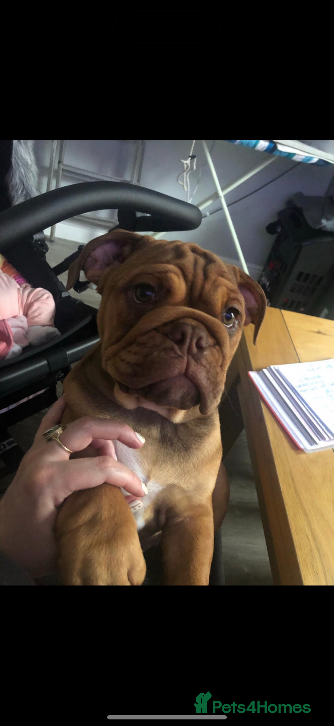 English Bulldog dogs for stud: For stud  - Advert 4