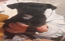 Mixed Breed dogs for sale: Beautiful Pomeranian x jackrussel - Image 8