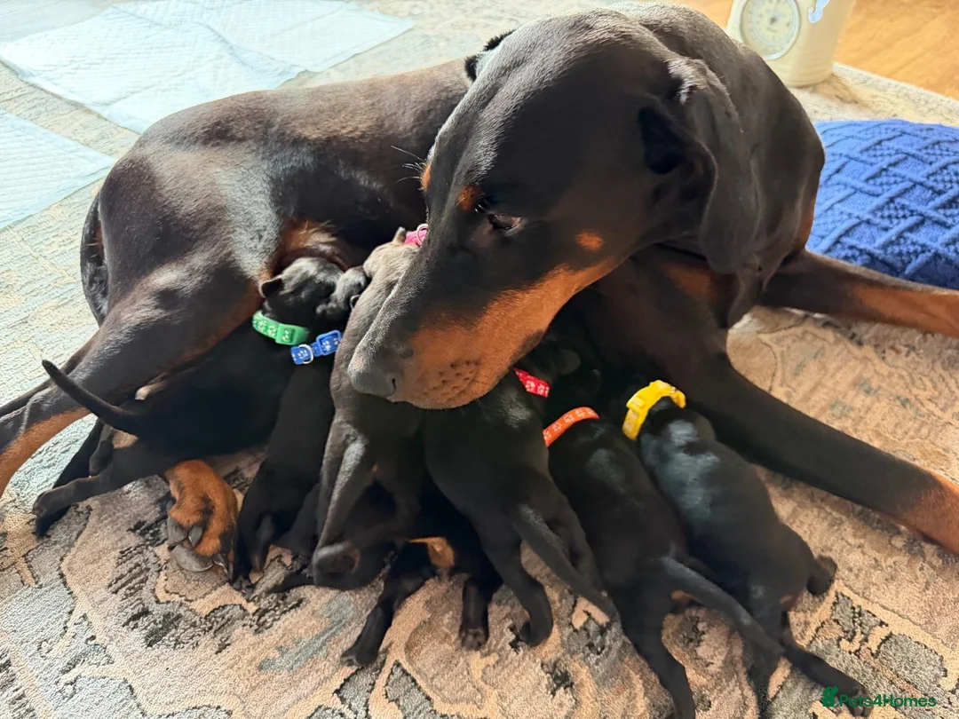 Dobermann dogs for sale: KC Registered big and strong Doberman puppies!! in Hawick - Advert 1