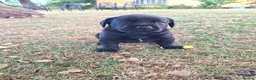 Labrador Retriever dogs for sale: Stunnning KC registered puppies. Ready to leave. - Advert 10