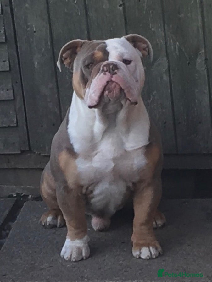 Olde English Bulldogge dogs Old English bulldog  - Advert 3