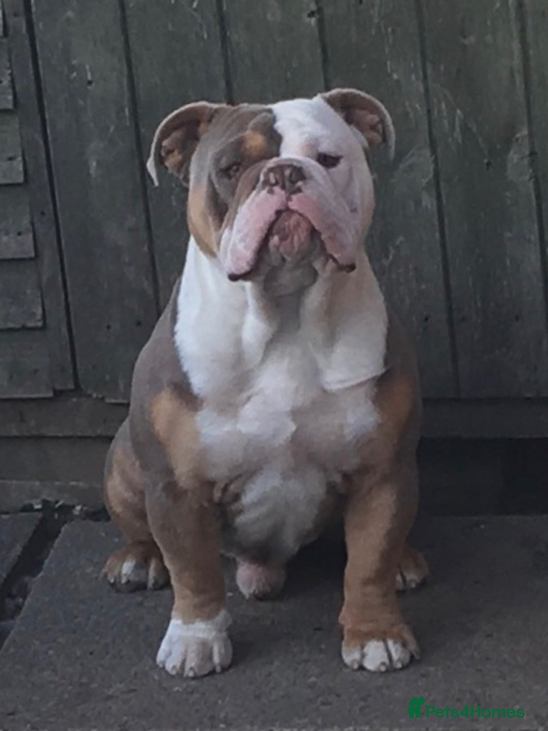 Olde English Bulldogge dogs for stud: Old English bulldog  - Advert 1