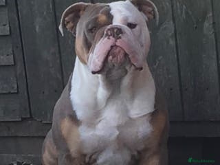 Olde English Bulldogge dogs Old English bulldog - Advert 3