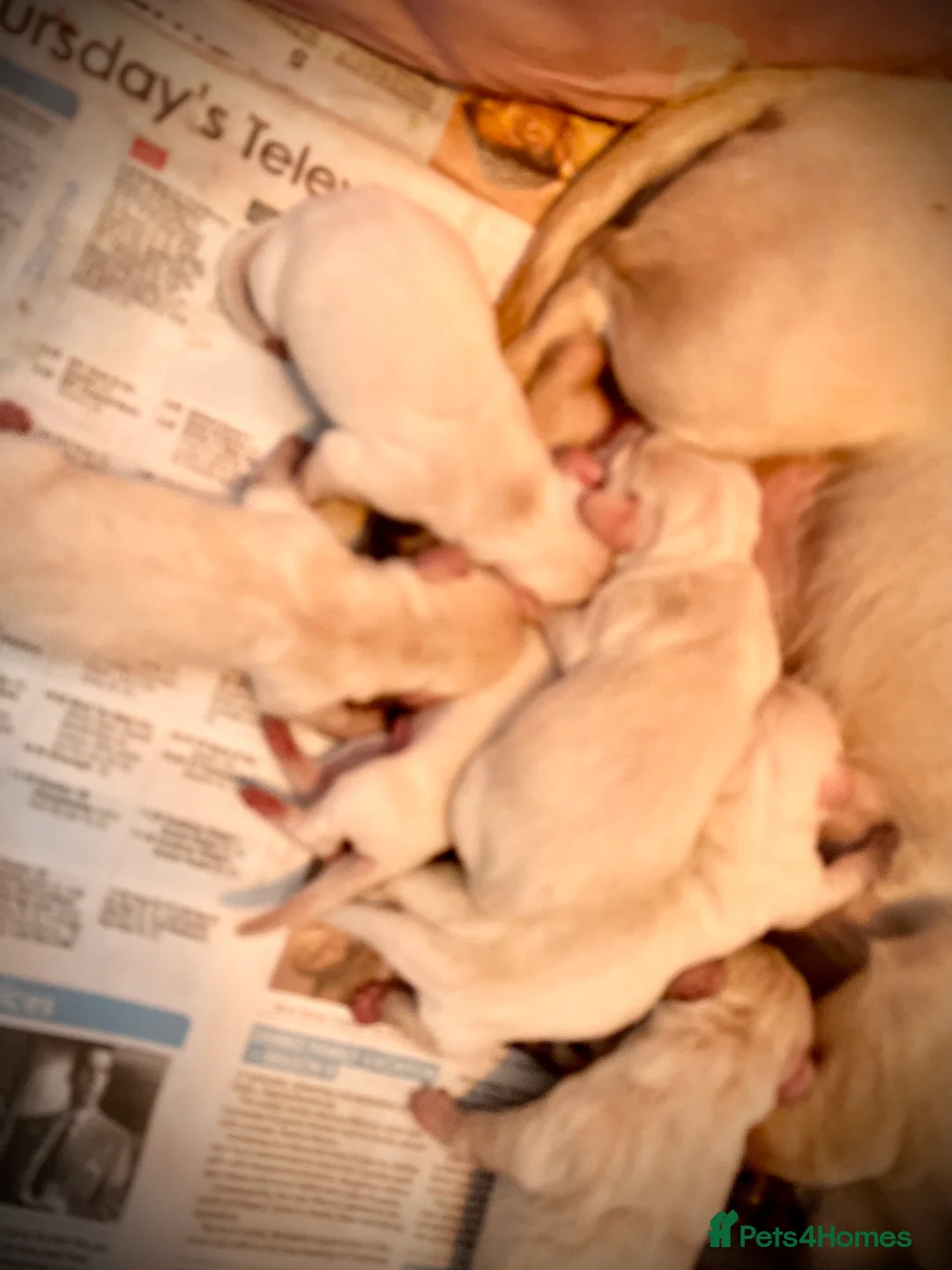 Miniature Dachshund dogs for stud: KC/PRA CLEAR SMALL MINI PROVEN DACHSHUND  in Manchester - Advert 9