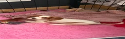 Cavalier King Charles Spaniel dogs for sale: KC registered DNA clear Cavalier pups, ready now - Advert 4