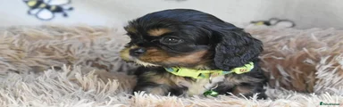 Cavalier King Charles Spaniel 1