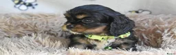 Cavalier King Charles Spaniel dogs for sale: Beautiful Cavalier King Charles Spaniel Puppies in Basingstoke - Advert 5