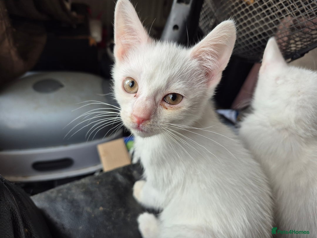Turkish Van cats for sale: Two white kittens turkish Van - Image 3