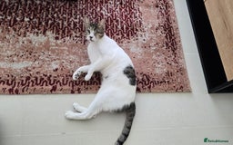 Mixed Breed cats for adoption: Muji - Affectionate and Chatty Boy - Image 6