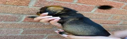 Dachshund dogs for sale: Miniature wire dachshund puppies - Advert 11
