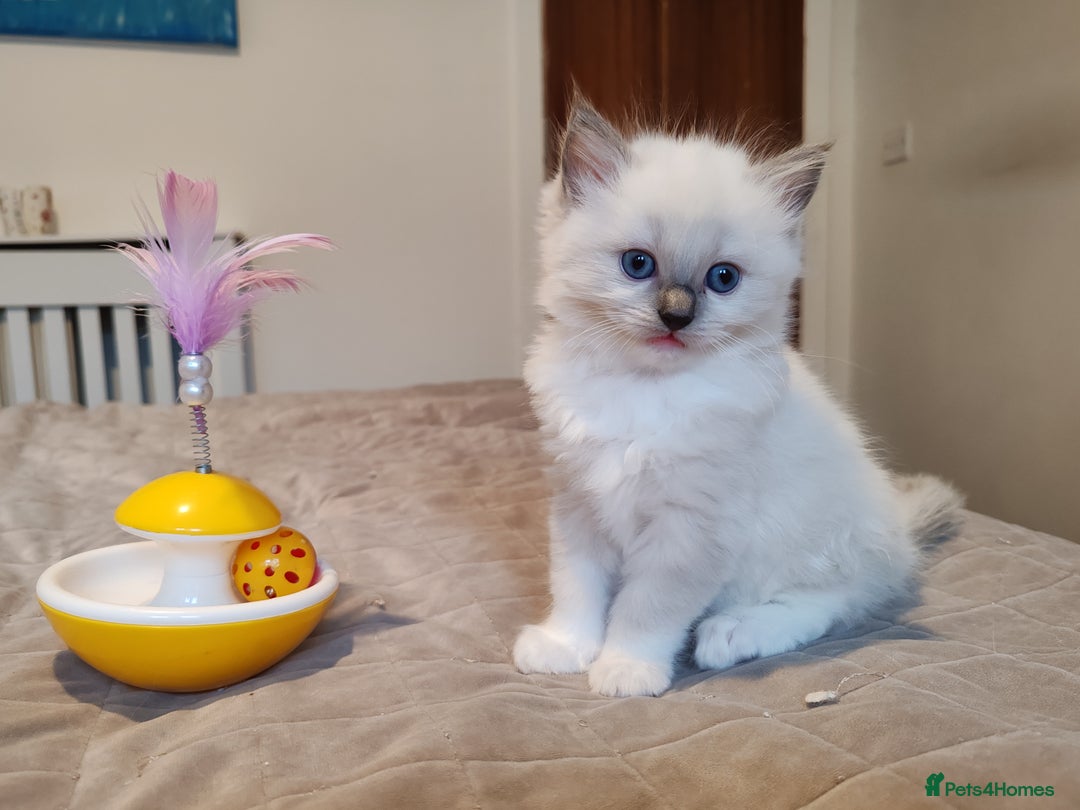 Ragdoll cats for sale: Ragdoll kittens - 1 girl & 2 boys - Image 1