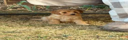 Mixed Breed dogs for sale: Girl puppy for sale in Southend-on-Sea - Advert 2