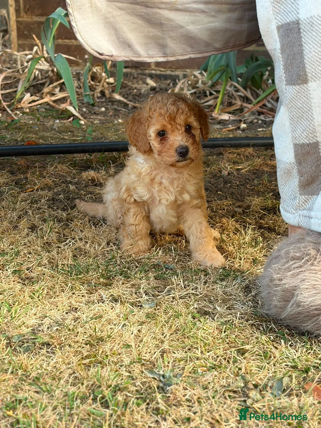 Mixed Breed dogs for sale: Girl puppy for sale in Southend-on-Sea - Advert 2