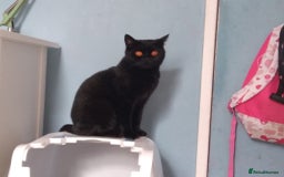 British Shorthair cats for sale: British Shorthair cats looking for new home - Image 7