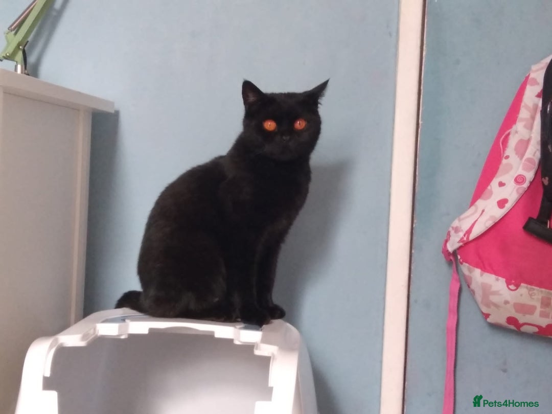 British Shorthair cats for sale: British Shorthair cats looking for new home - Image 7