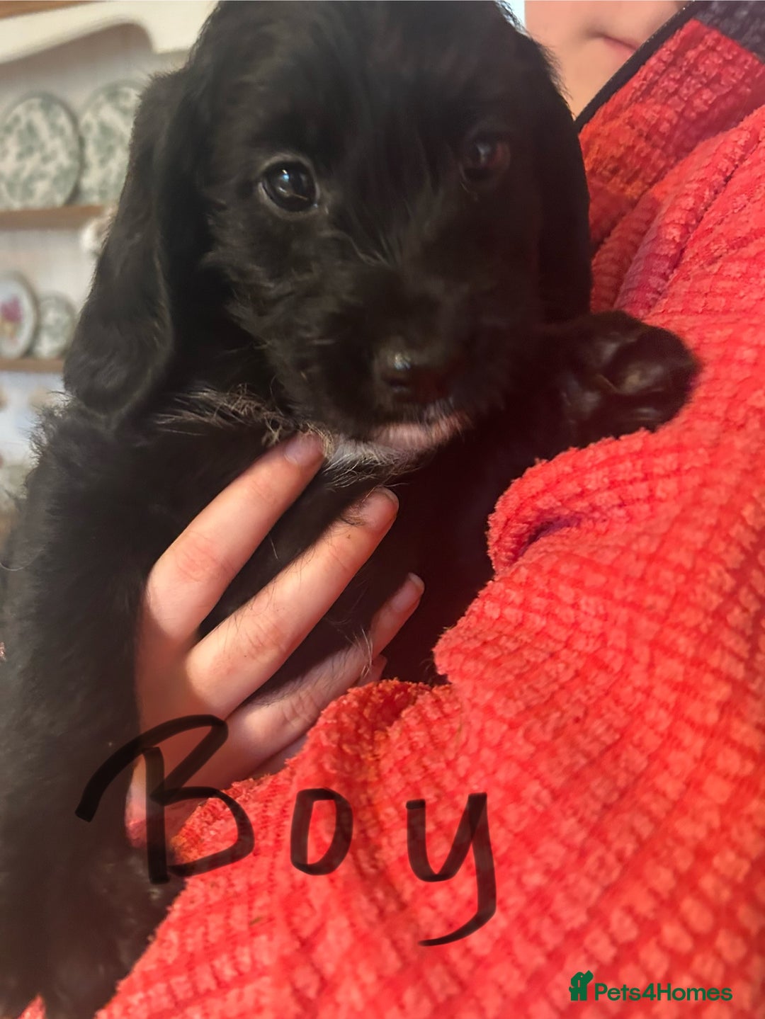 Mixed Breed dogs for sale: Cavapoo Puppies - Advert 22