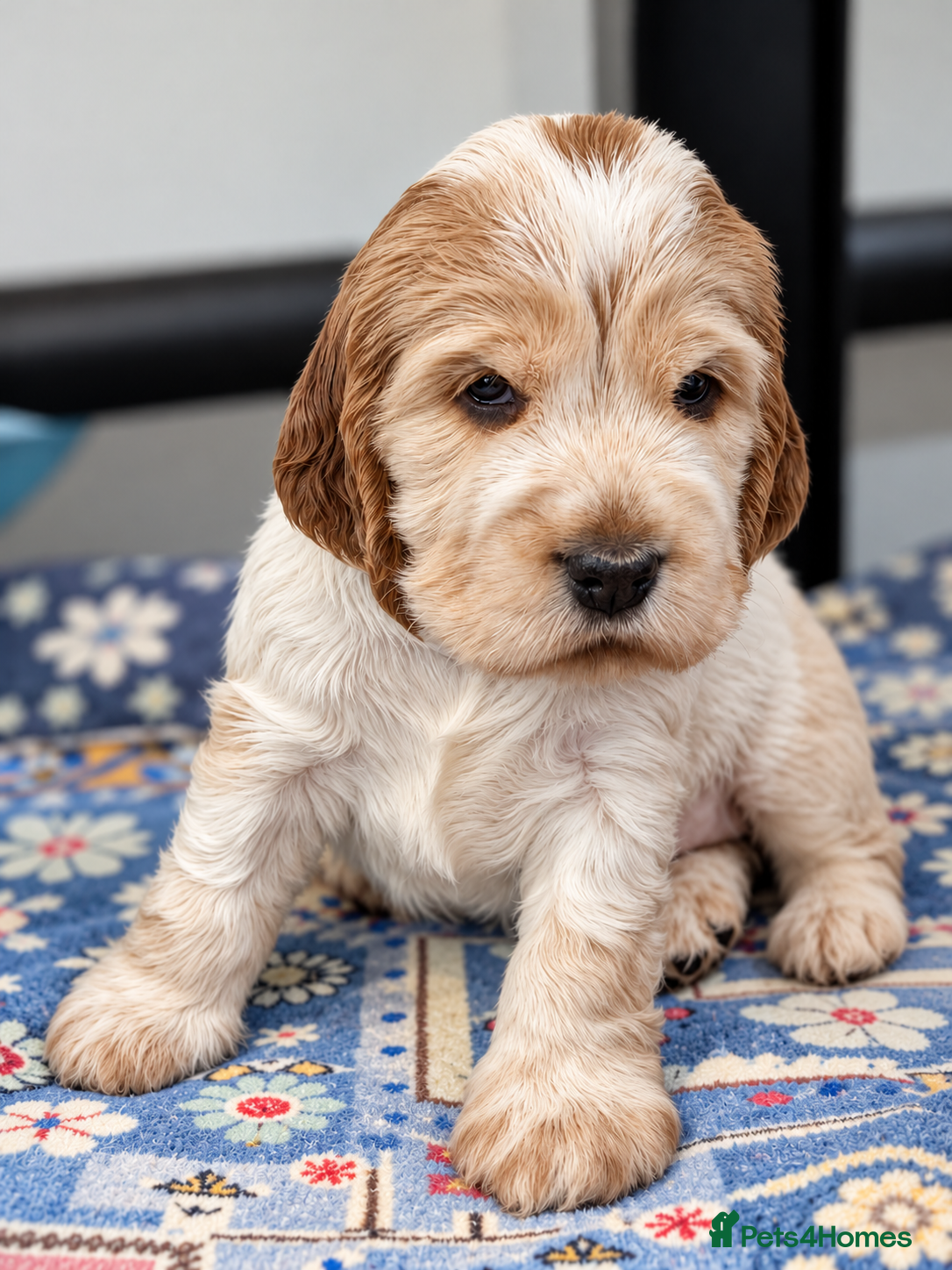 Cocker Spaniel dogs Exceptional KC Registered Cocker Spaniel Puppies - Advert 2