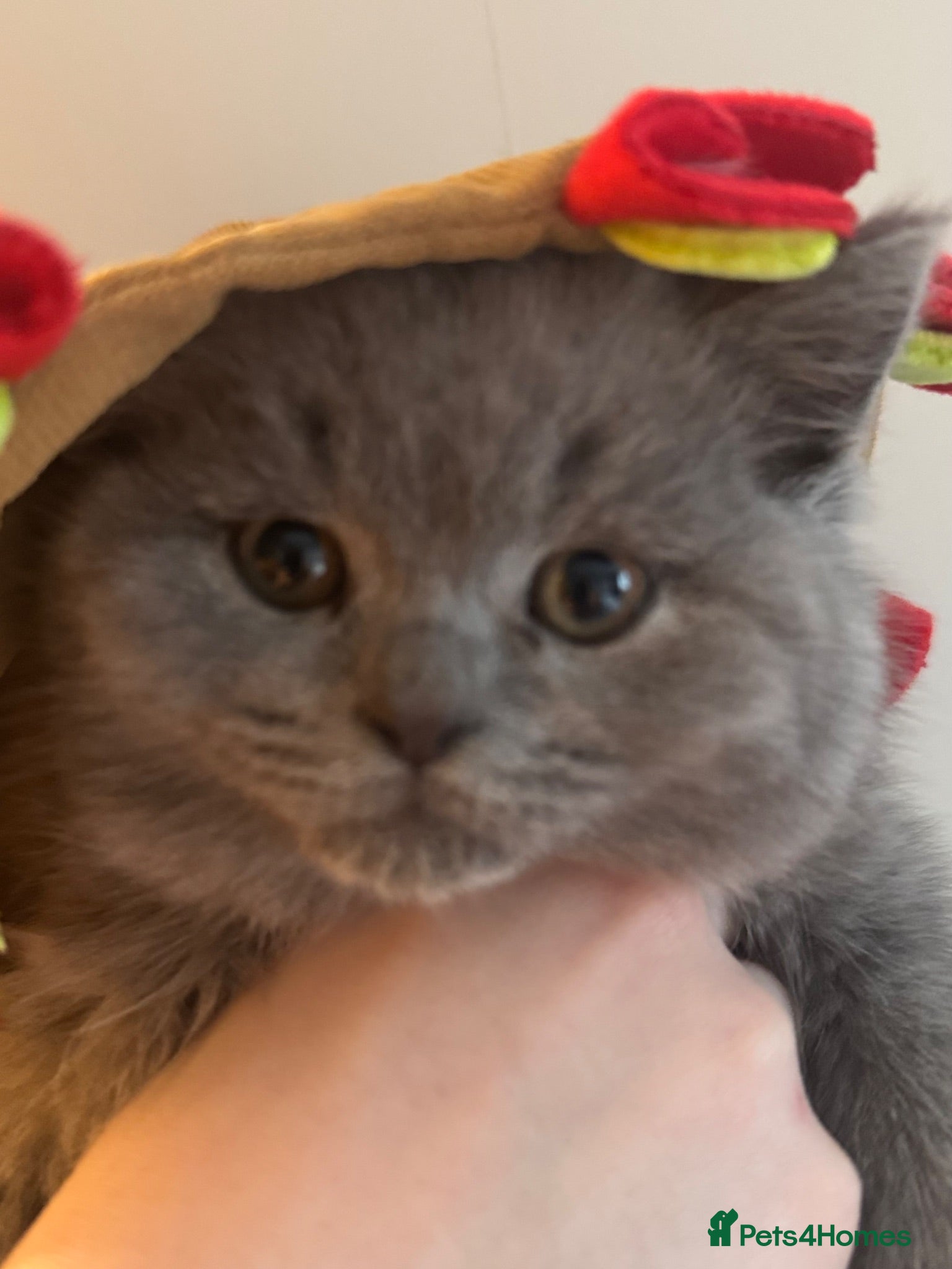 British Shorthair cats Beautiful British blue babies  - Advert 3