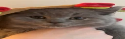 British Shorthair cats for sale: Beautiful British blues  - Advert 1